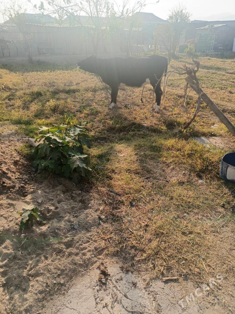 Tüwe - Herrikgala - img 1