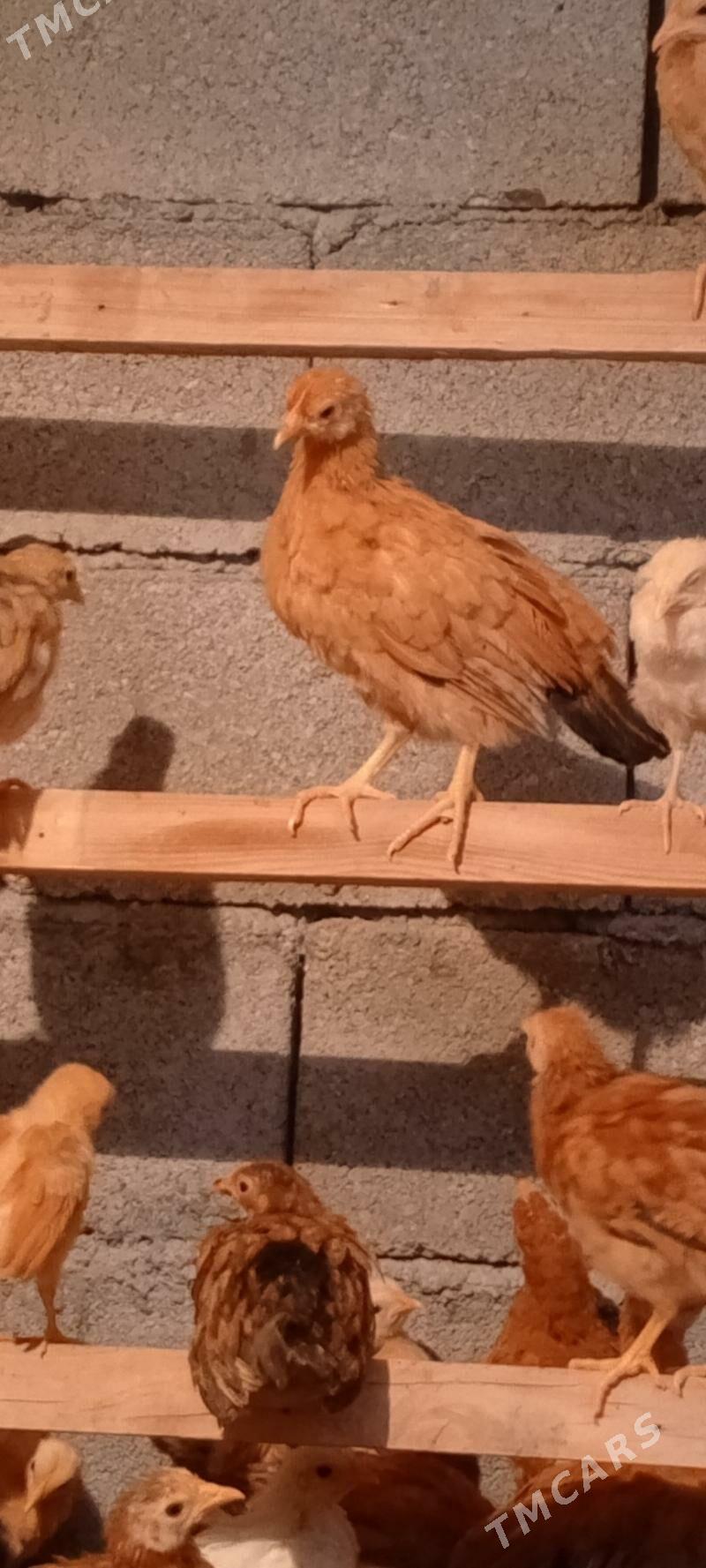 juje - Гёкдепе - img 1