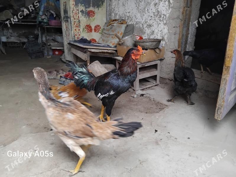 хораз товук - Daşoguz - img 1