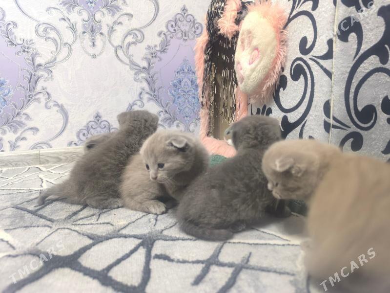 pisik - Туркменабат - img 1