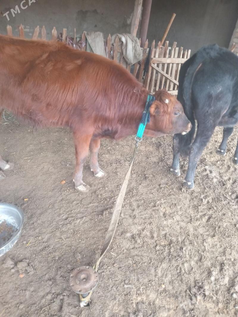 Ókiz - Сакарчага - img 1