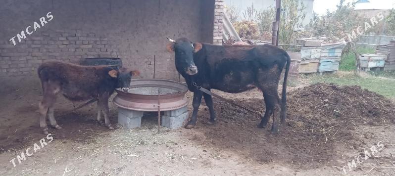 goleli sygyr - Tejen - img 1