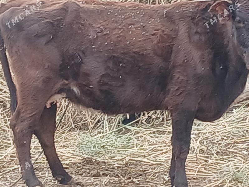 Goleli sygyr - Darganata - img 1