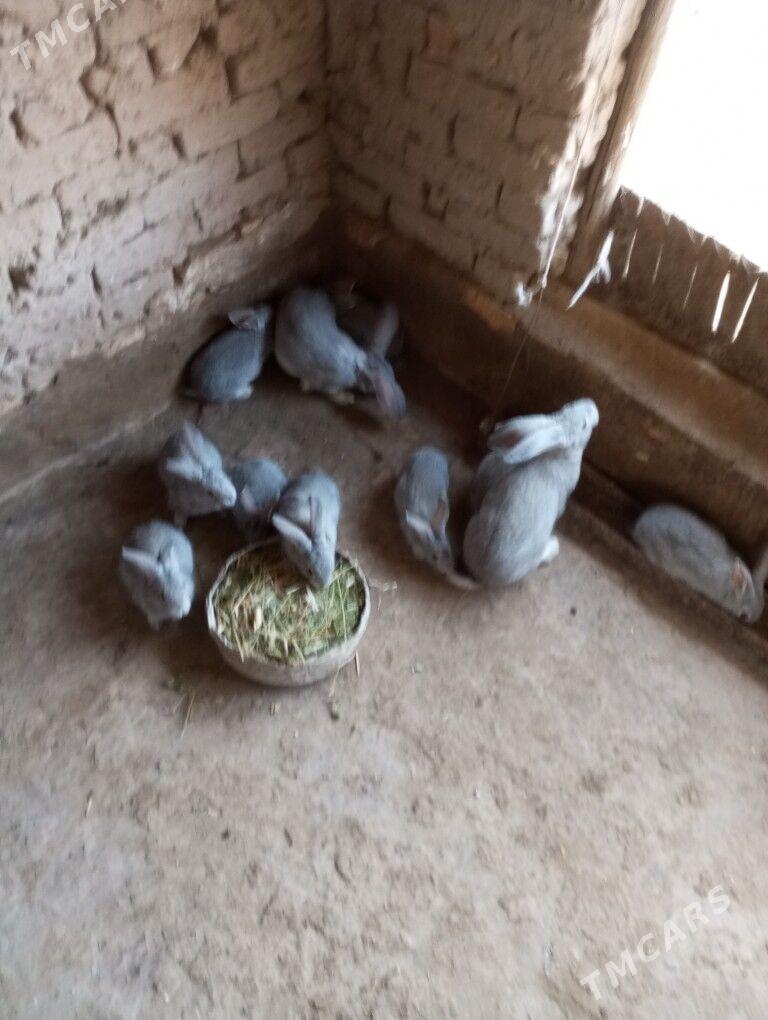 welikan towşan Çagasy - Halaç - img 1