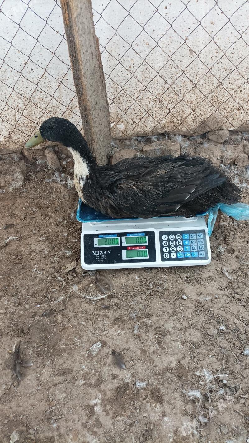 Ordek - Ашхабад - img 1