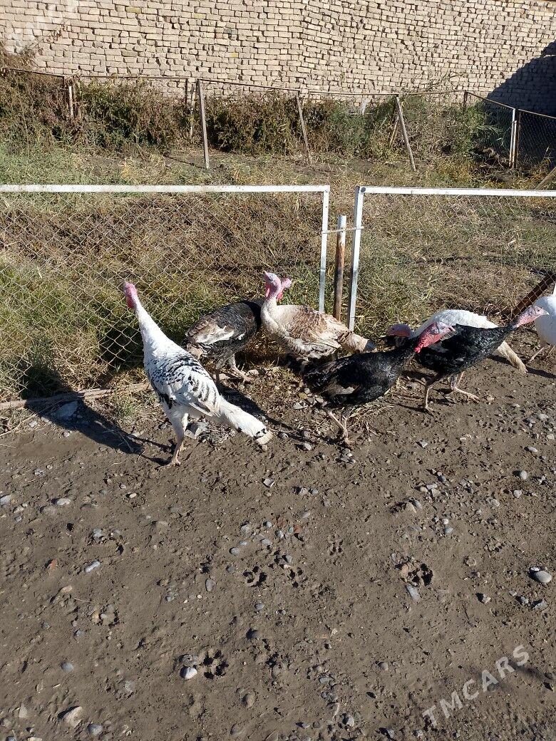 İNDUK HORAZ MAKİ - Tejen - img 1