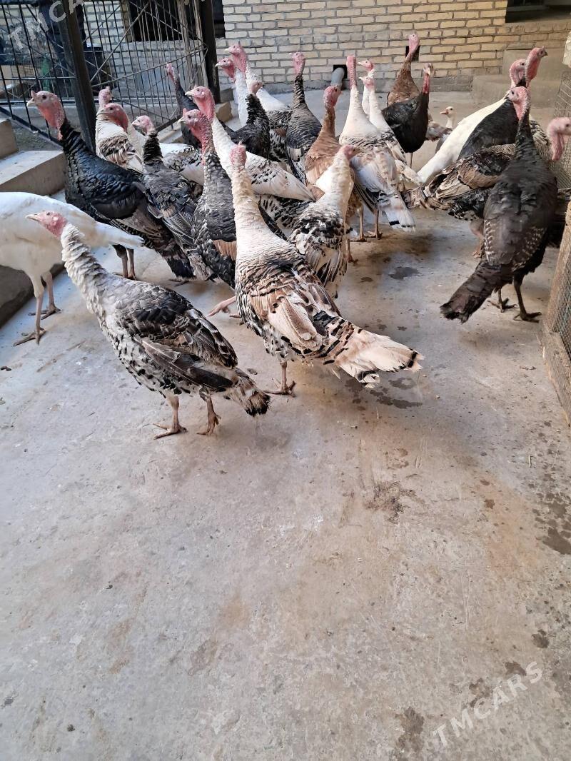 induk - Туркменабат - img 1