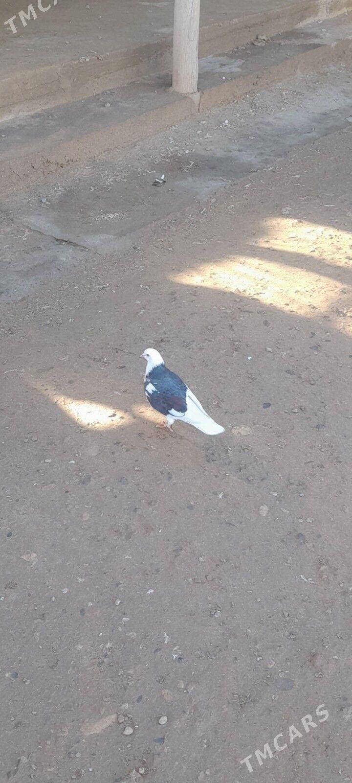 kepderi - Gyzylarbat - img 1