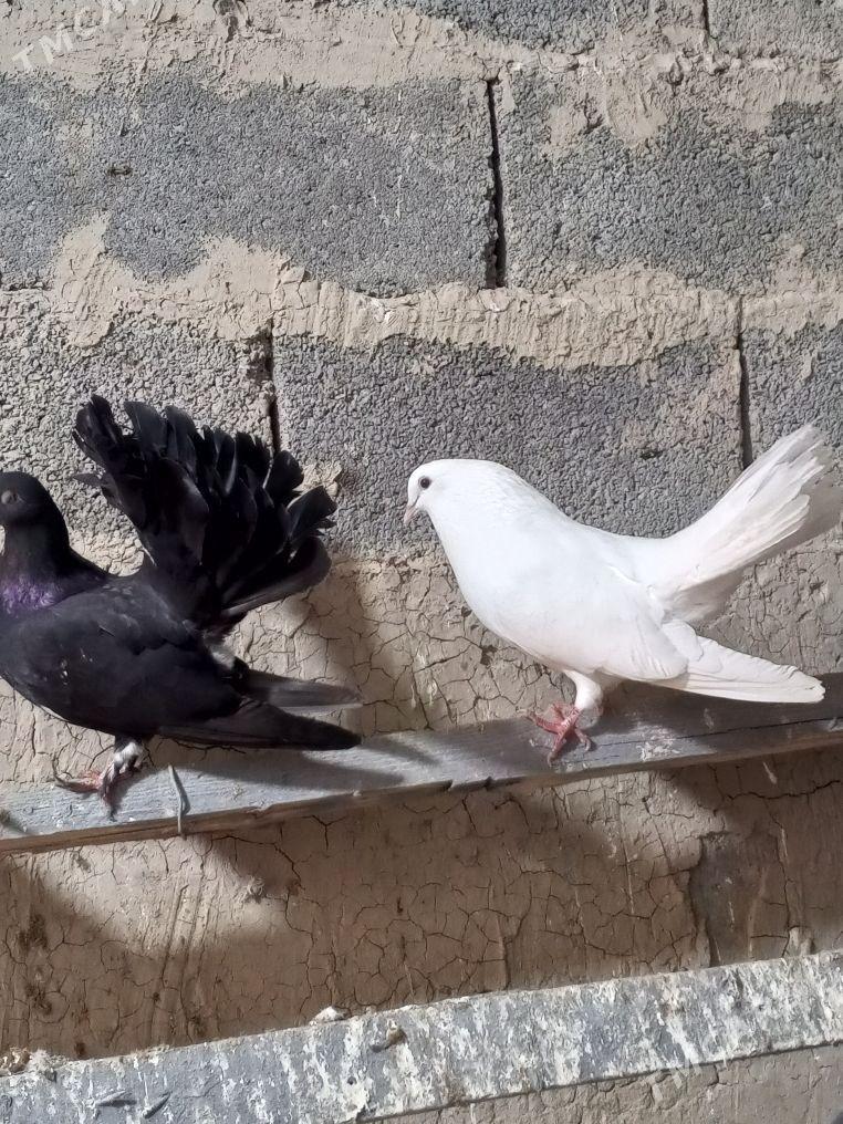 kepderi pavlin - Ак-Бугдайский этрап - img 1