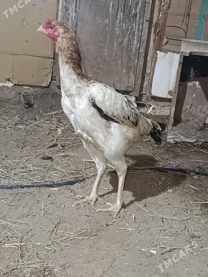 tovuk - Şabat etr. - img 1