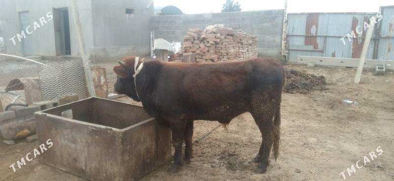 Okuz - Bäherden - img 1