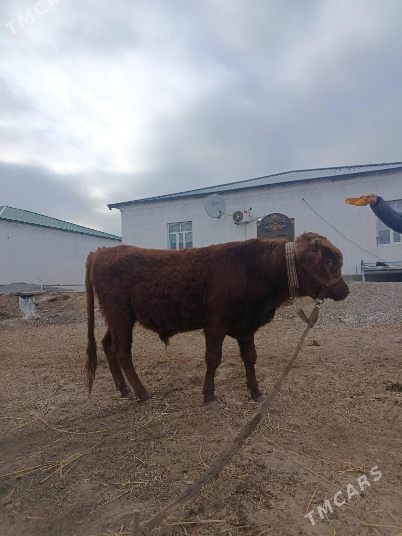 baky öküz - Шабатский этрап - img 1