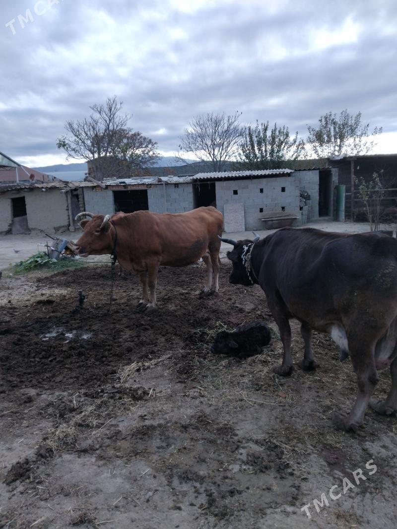 GÖLELI SYGYR - Бахарден - img 1