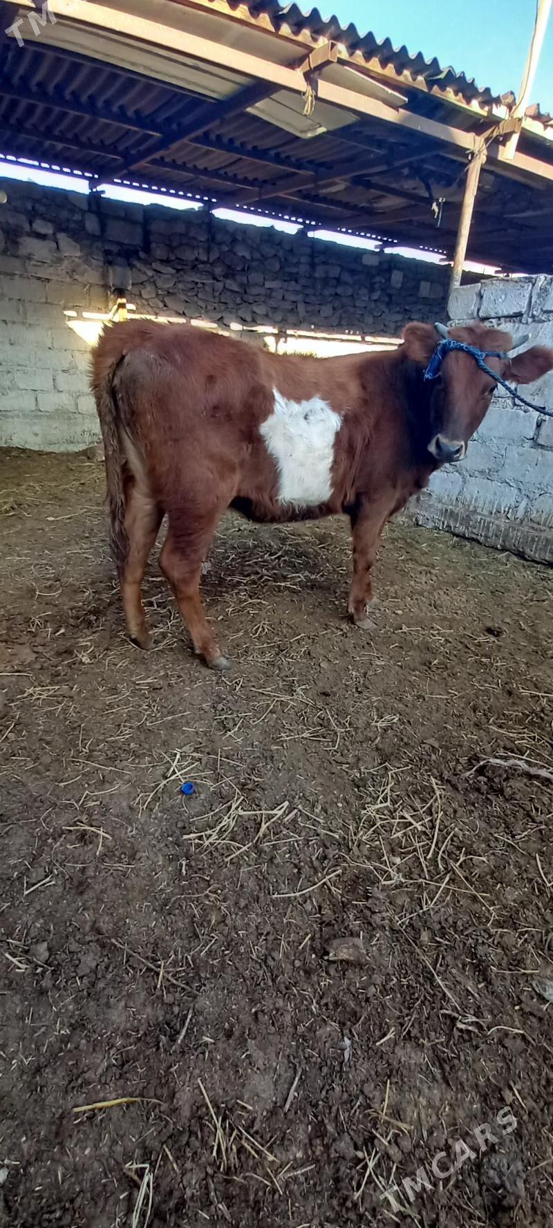 okuzler gacar - Balkanabat - img 1