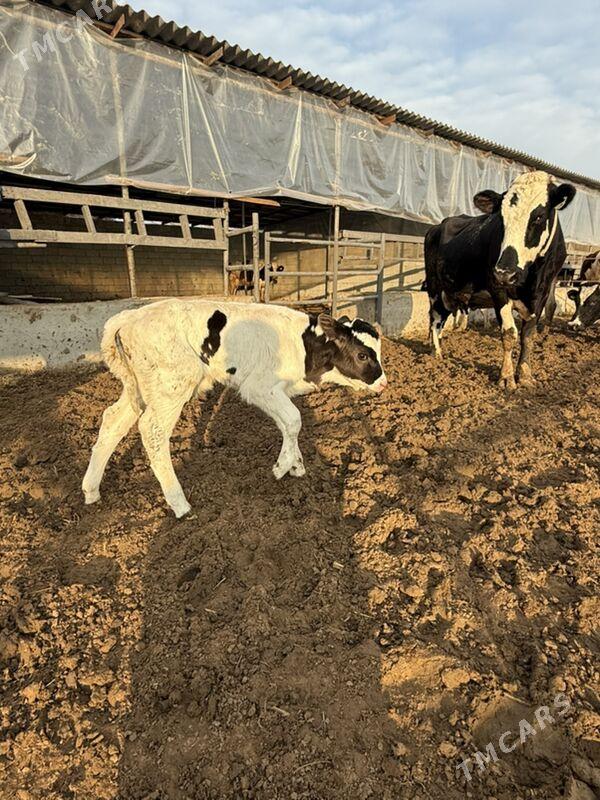 galeştyin göle - Herrikgala - img 1