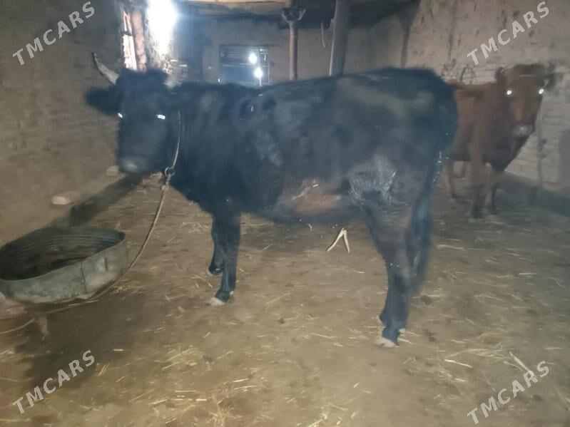 sygyr - Губадаг - img 1