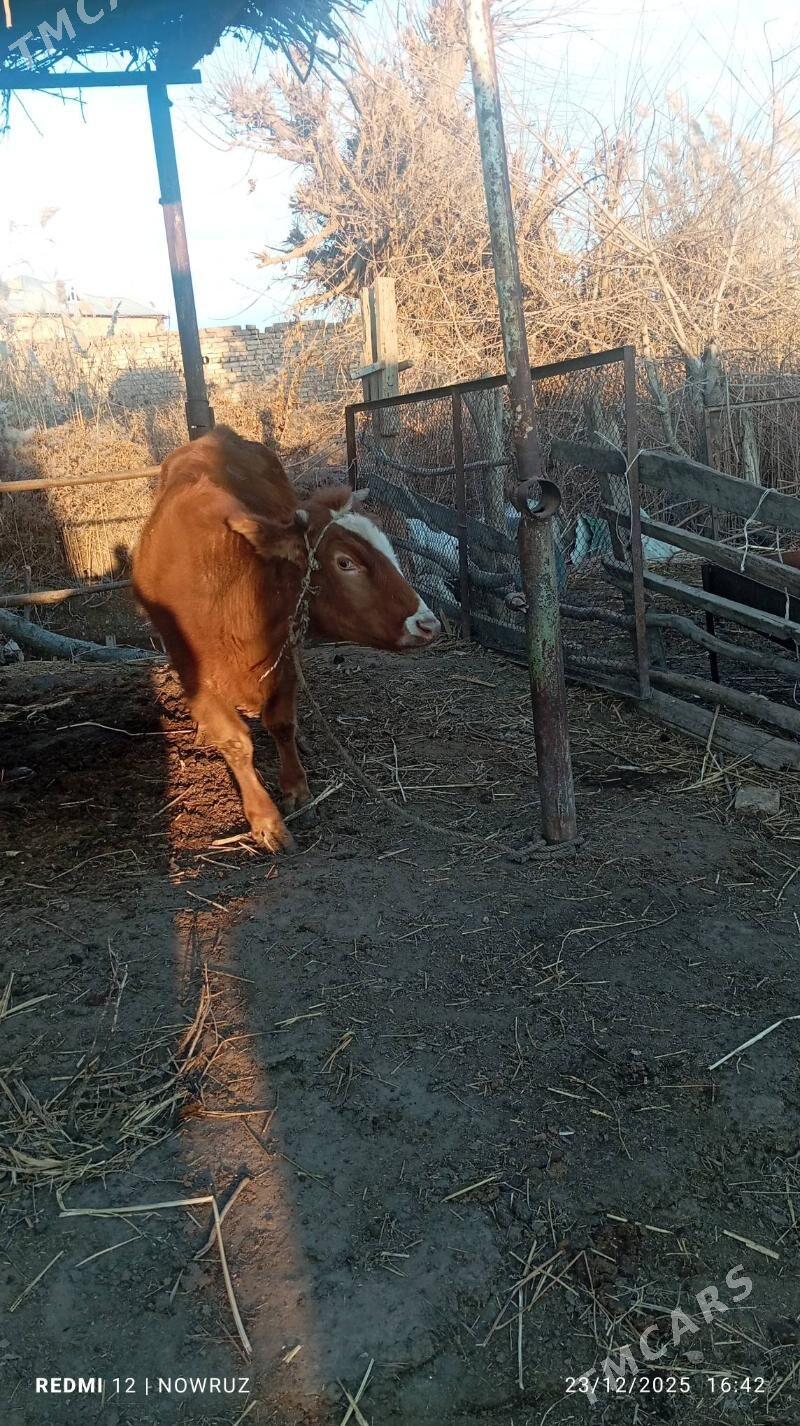 sygyr - Сакар - img 1