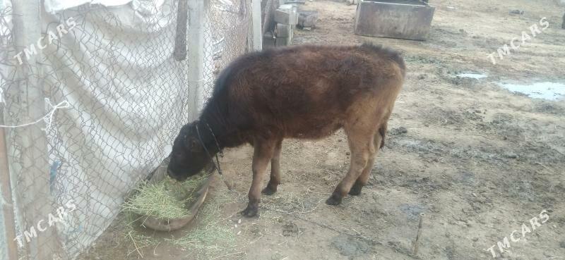 tuwe - Бахарден - img 1