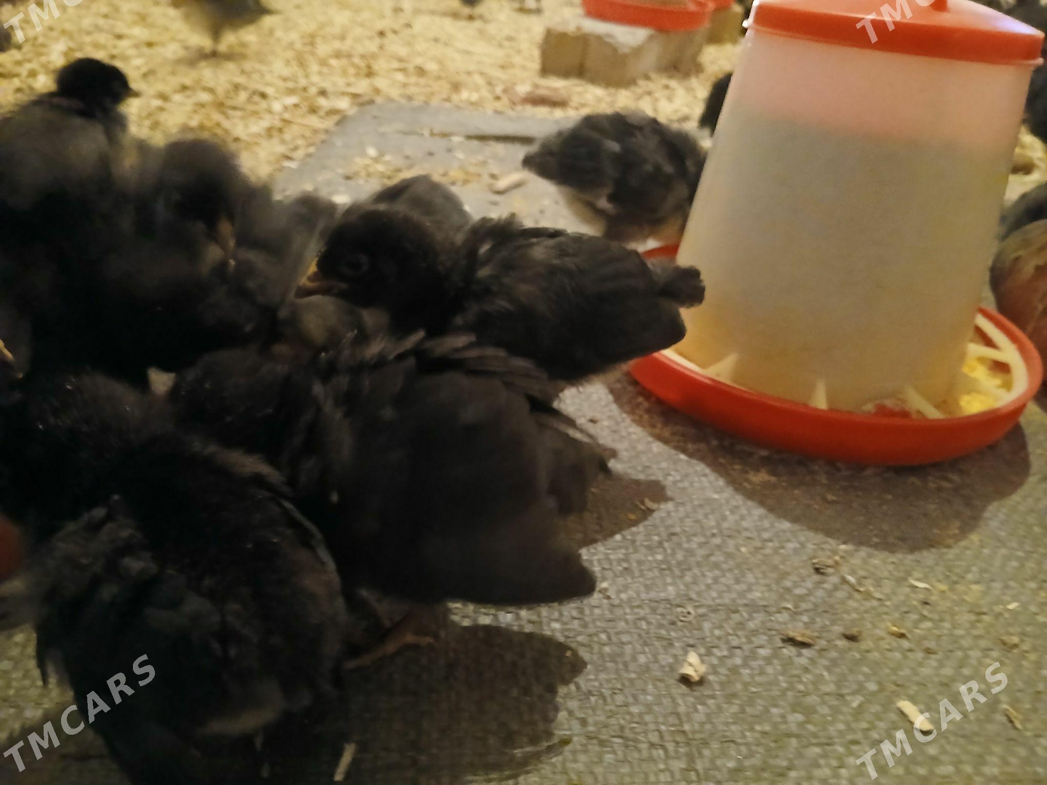 Ataks - Dänew - img 1