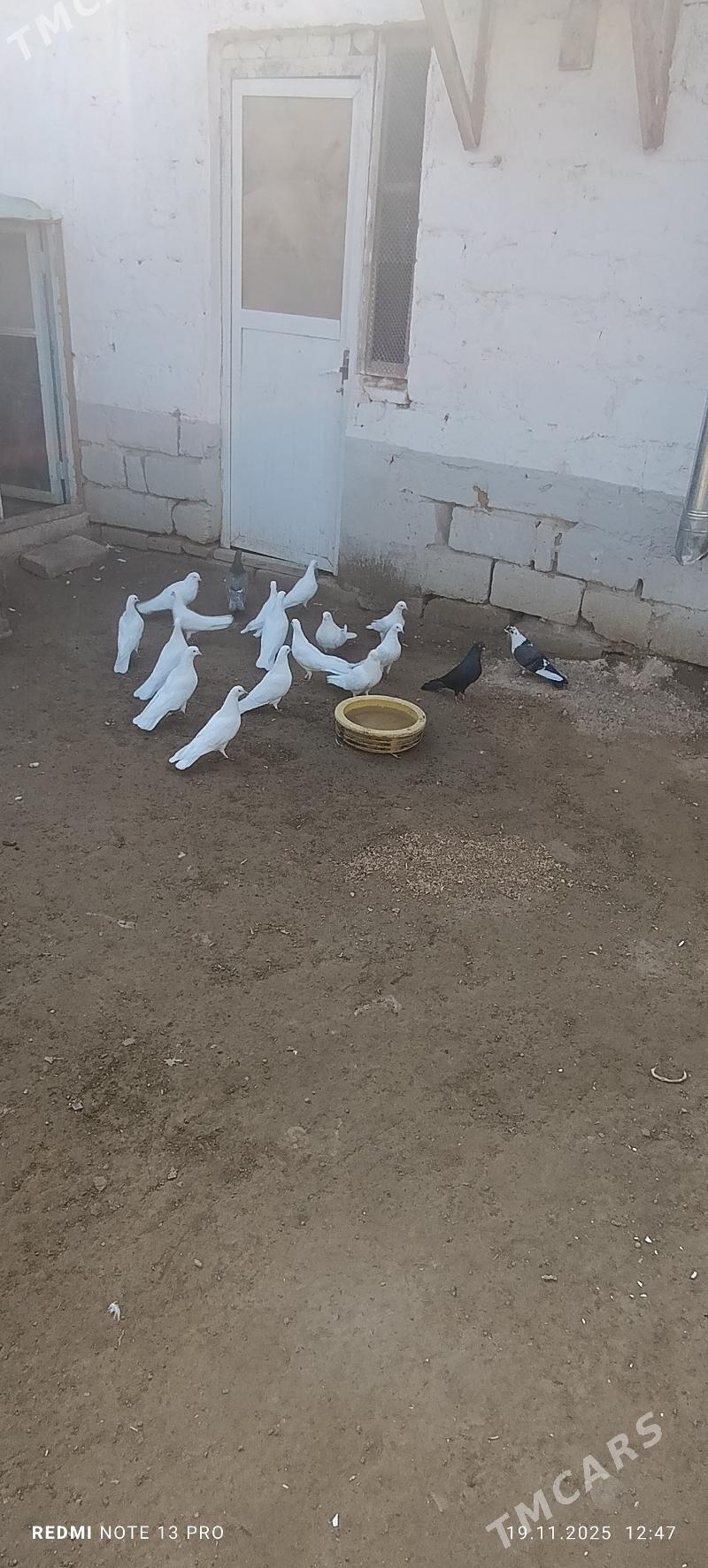 голуби kepter - Türkmenbaşy - img 1