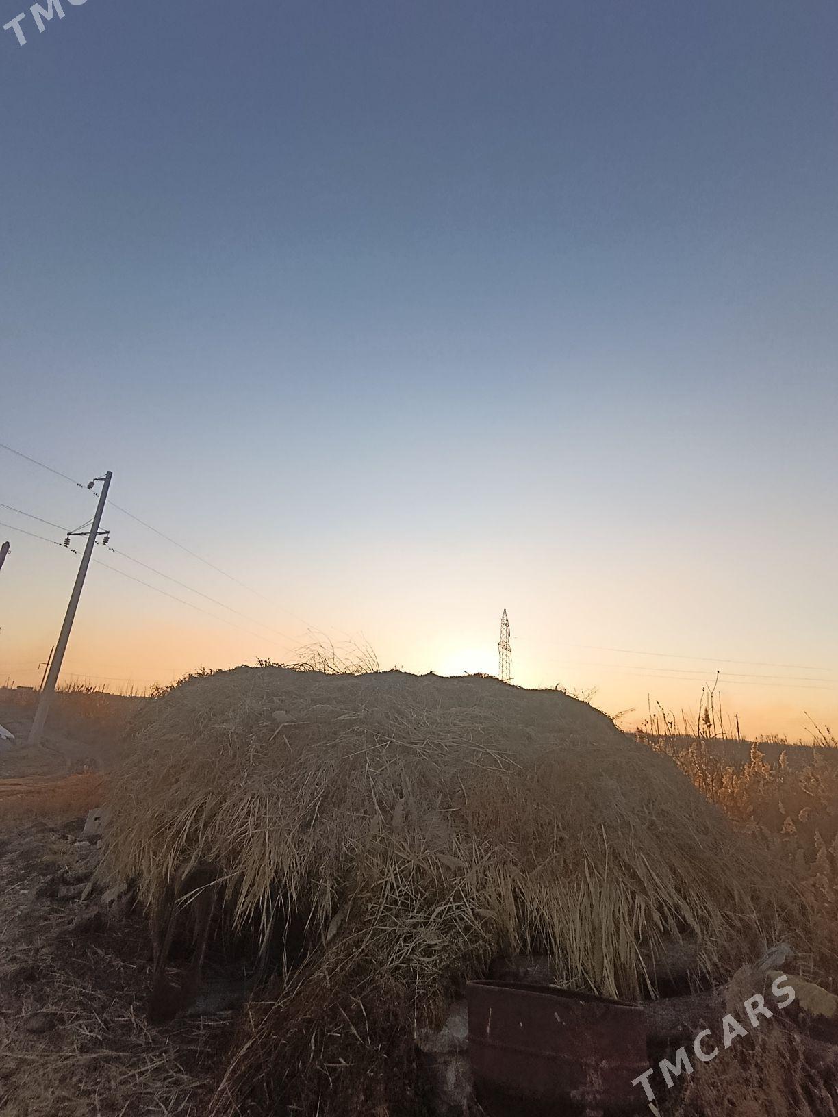 Haşal ot - Чарджоу - img 1