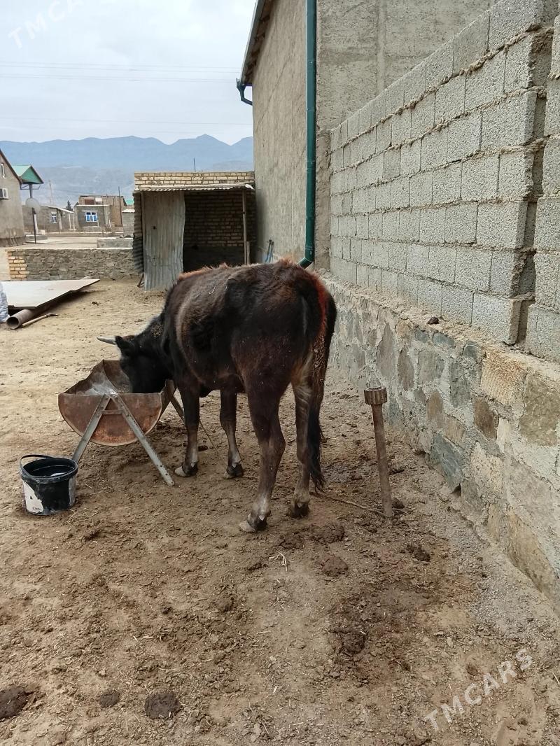 Gaçar - Bereket - img 1