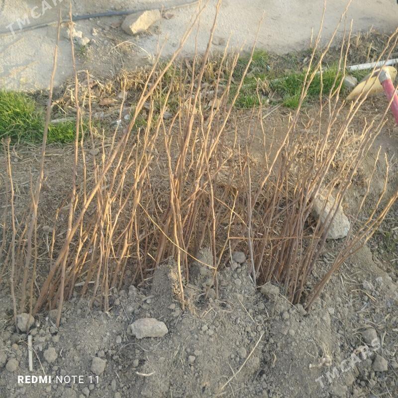 Hurma sitil - Гёкдепе - img 1