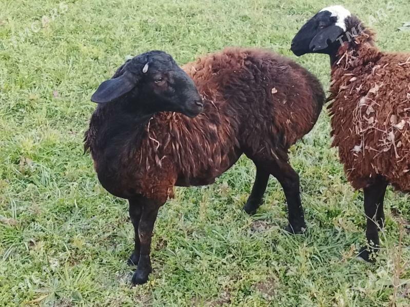 goc goyun - Çärjew - img 1