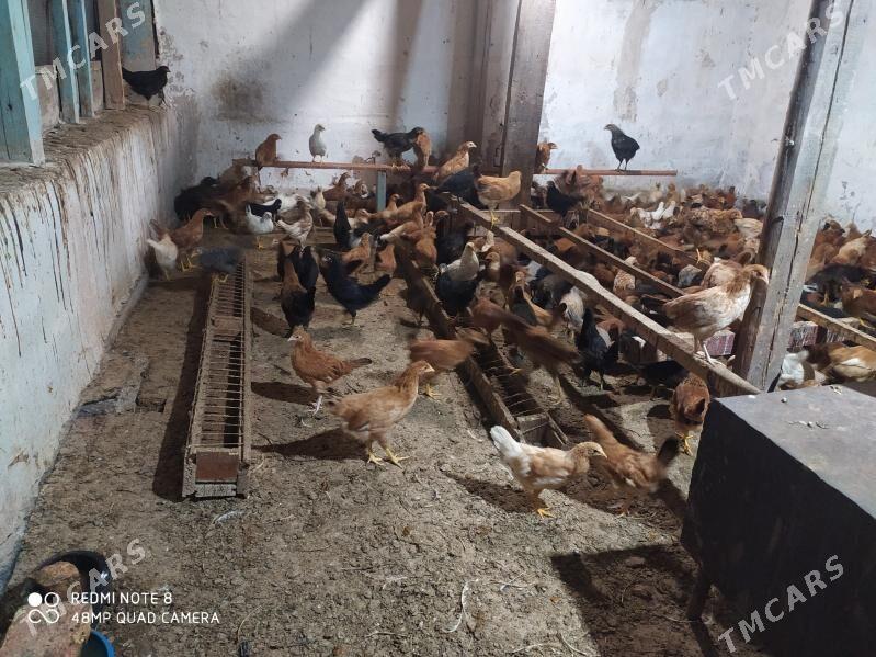 towuk juyje - Şatlyk - img 1