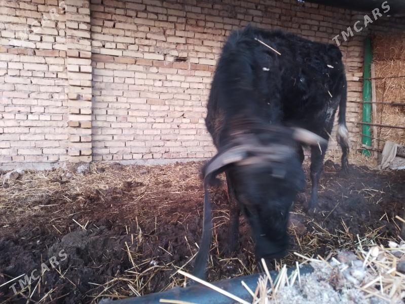 пародну унаджын - Türkmenabat - img 1