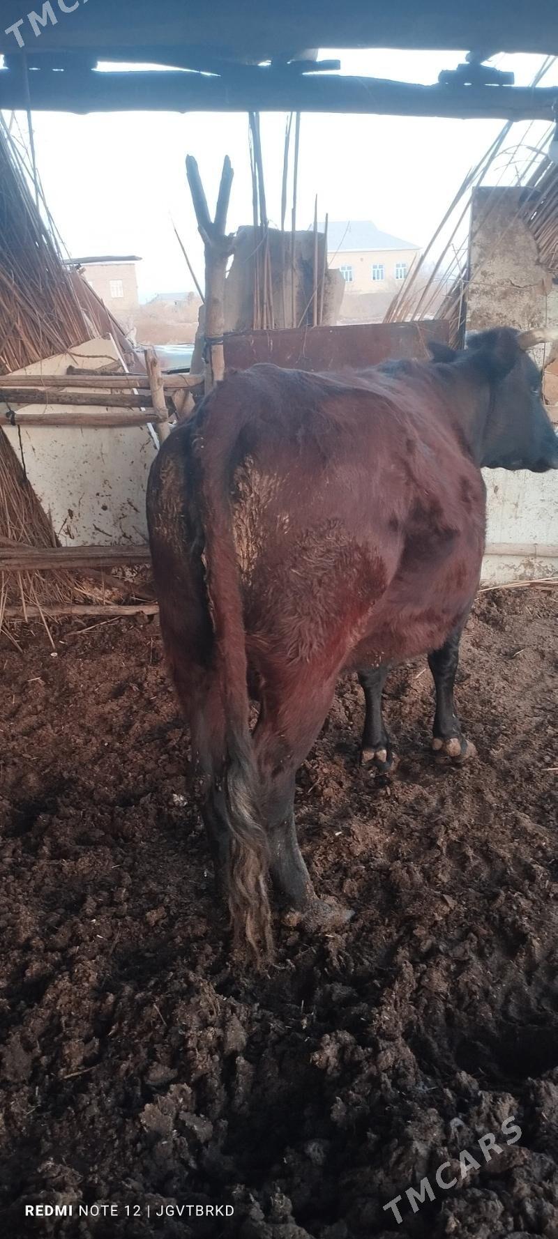 sygyr - Baýramaly - img 1