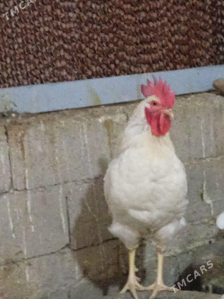 horaz - Гёкдже - img 1