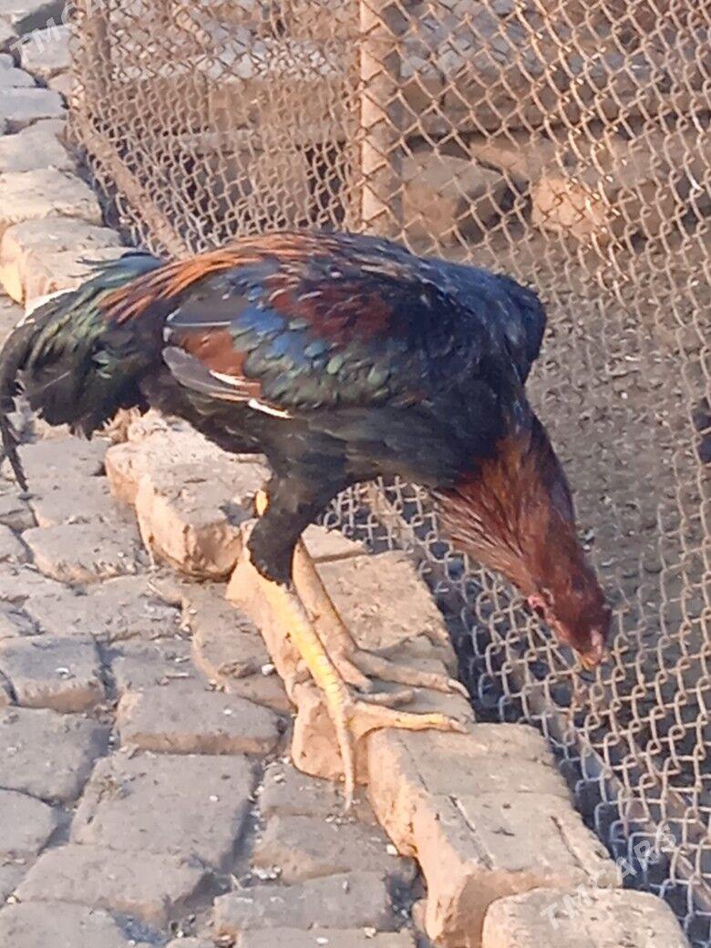 baýes - Векильбазар - img 1