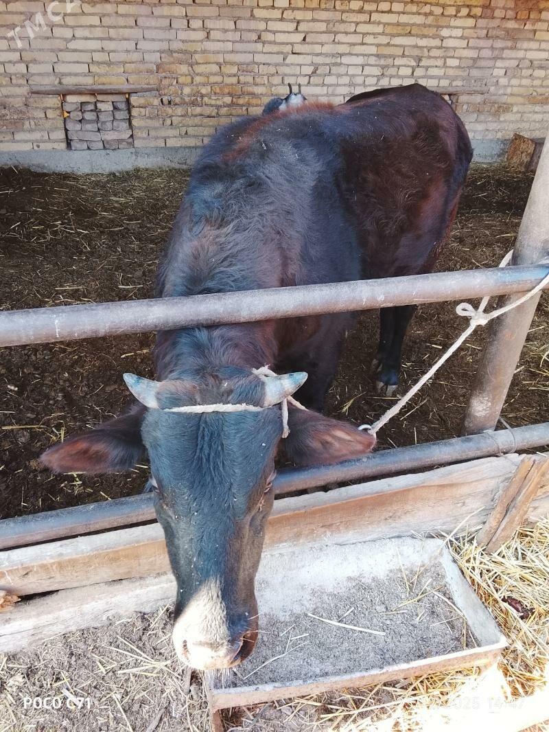 Okuz - Çärjew - img 1