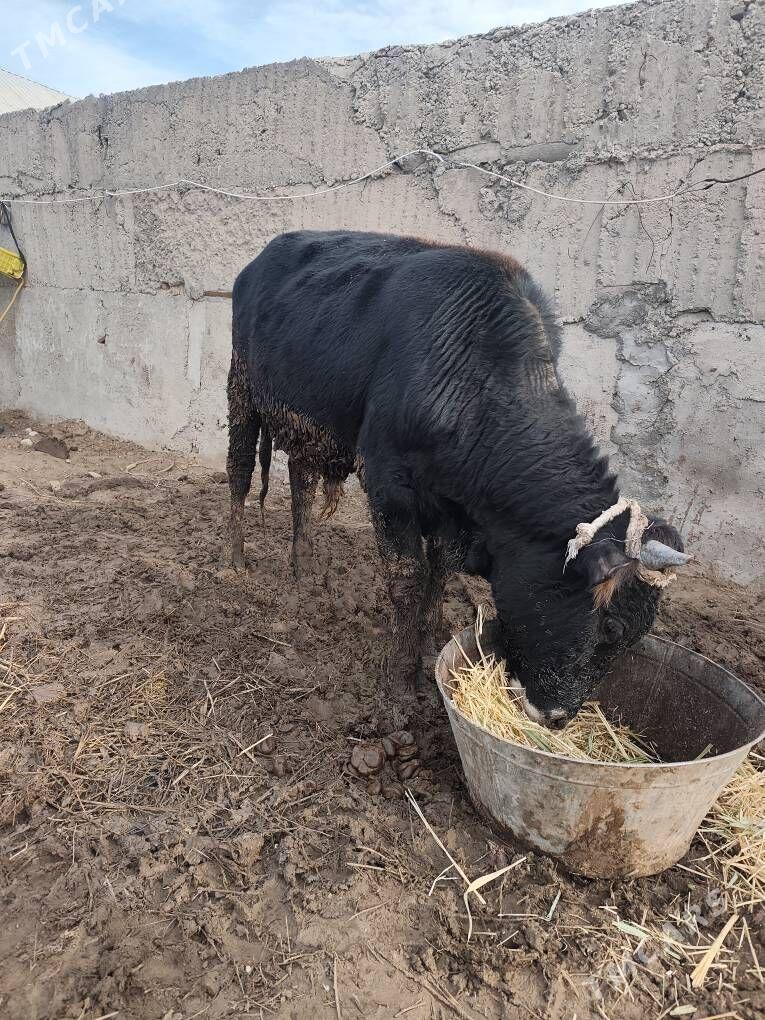 okuz dayow - Aşgabat - img 1