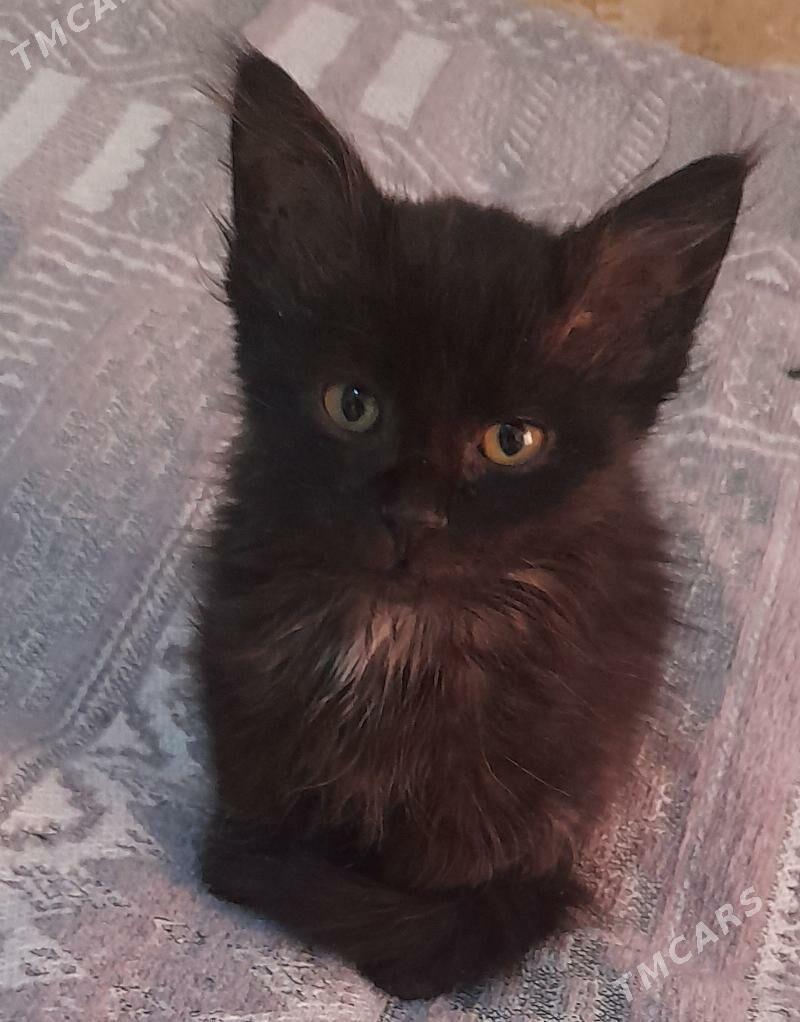 котенок - Балканабат - img 1