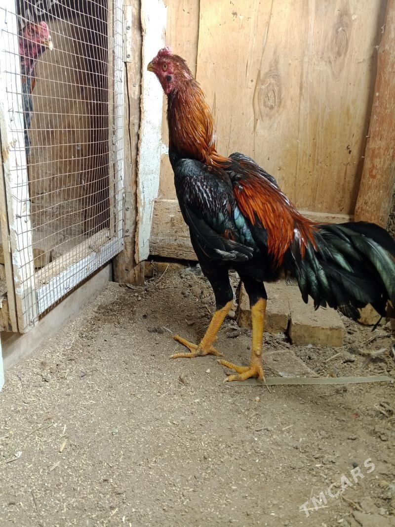 horaz juje - Farap - img 1