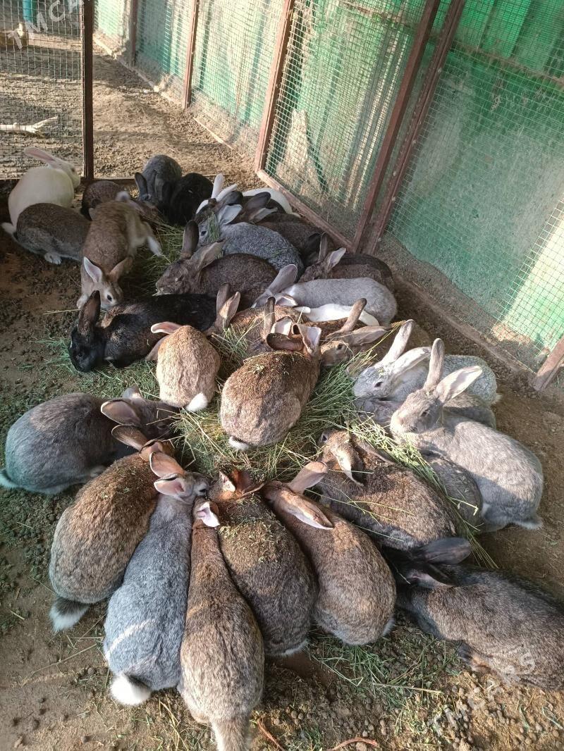 towşan flander welikan великан - Aşgabat - img 1