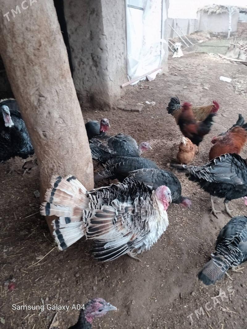 ой хайванлари - Şabat etr. - img 1