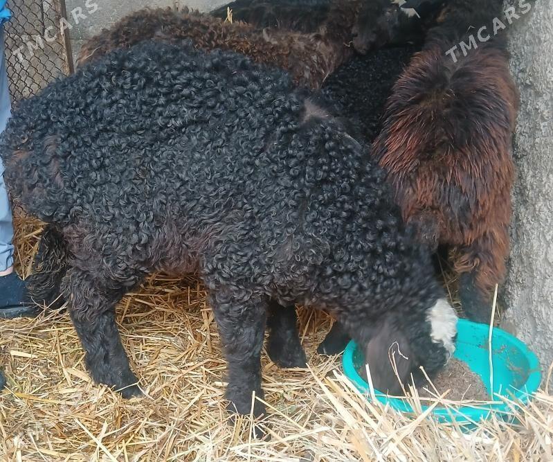 Goyun tokly geçi owlak garaköl - Gurtly - img 1