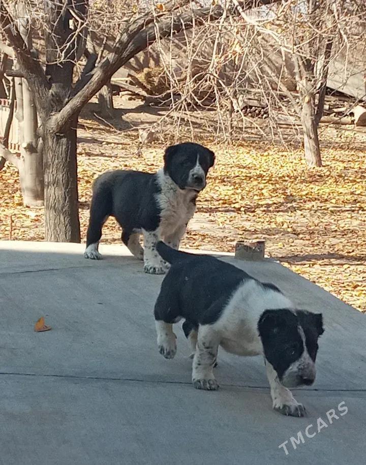 Alabay it - Çärjew - img 1