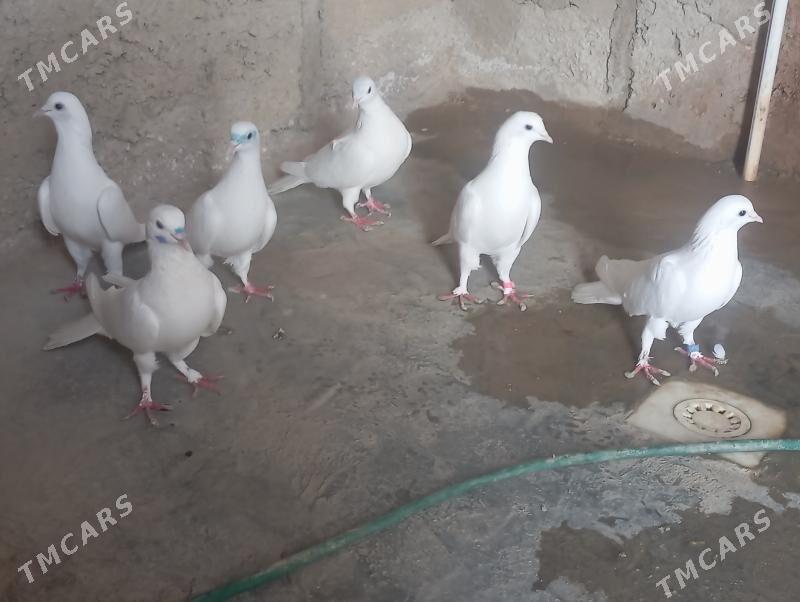 kepderi - Gumdag - img 1