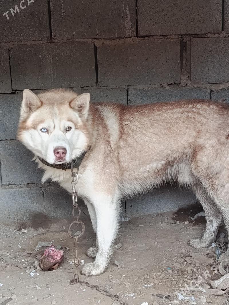 it - Гёкдже - img 1