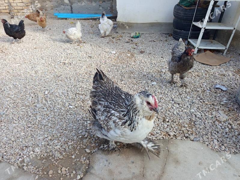 Bramama towuk we horaz - Balkanabat - img 1