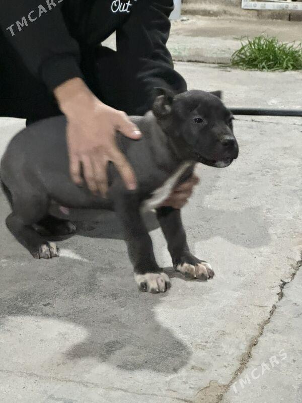 Kane Korsa - Aşgabat - img 1