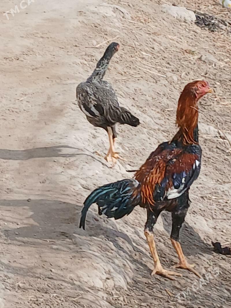 Baysov - Дянев - img 1