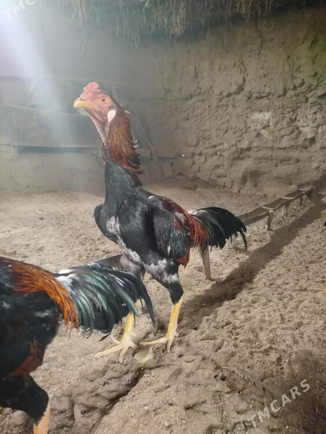 Horaz - Şabat etr. - img 1