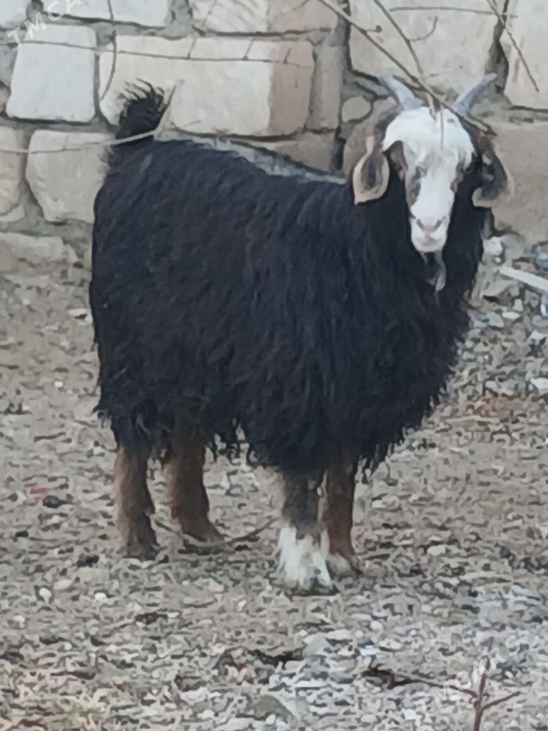 çewis - Türkmenbaşy - img 1