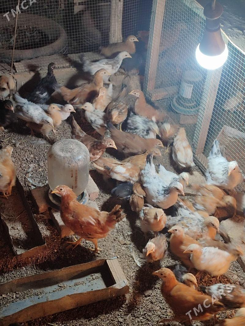 JÜÝJE - Чарджоу - img 1