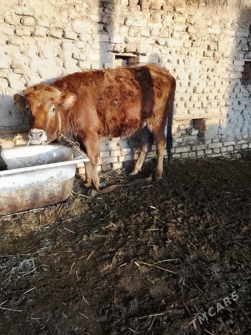 ylalaşykba - Мары - img 1